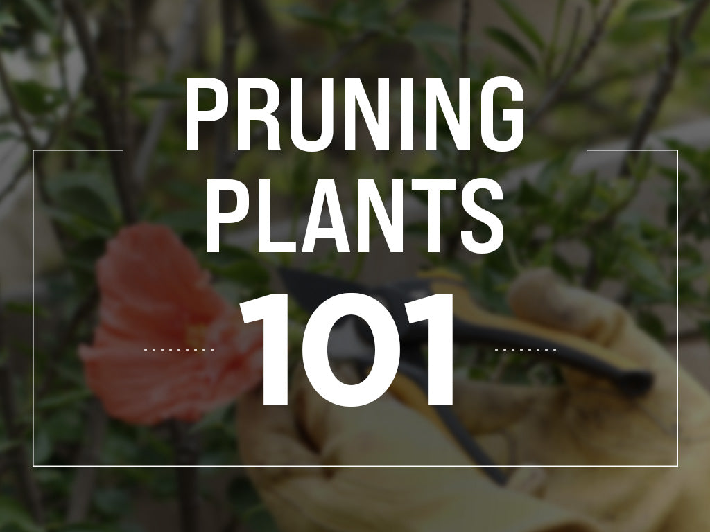 Pruning Plants 101